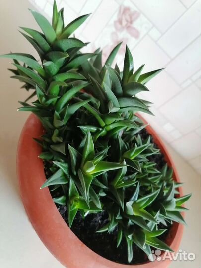 Хавортия извилистая, или тортуоза (H. tortuosa )