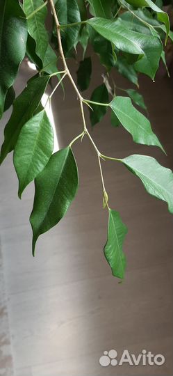 Фикус Экзотика