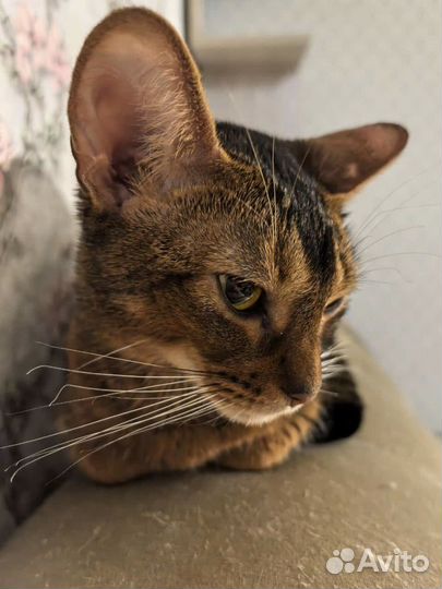 Абиссинская кошка