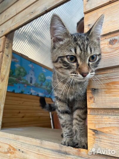 Кошка в дар