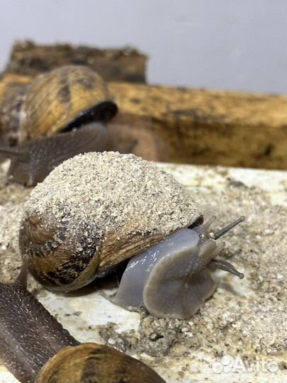 Корм для улиток