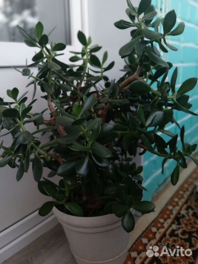 Толстянка, денежное дерево