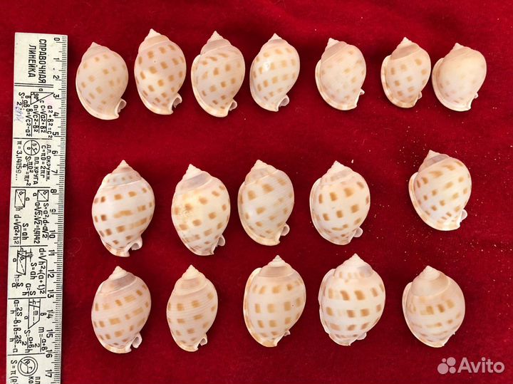 Ракушки / ракушка морская / для аквариума