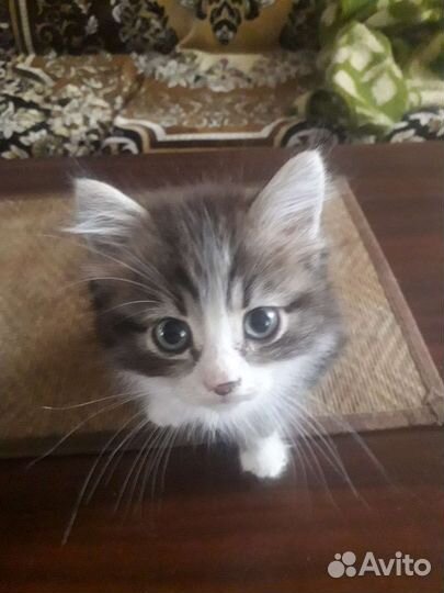 Отдам котенка в добрые руки