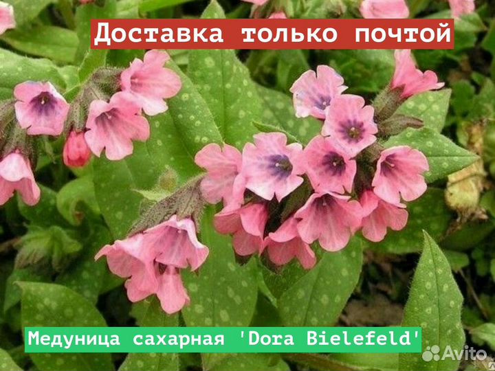 Медуница сахарная Dora Bielefeld