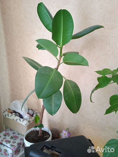 Фикус каучуконосный