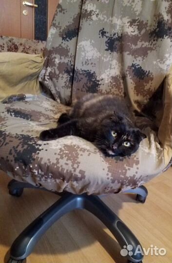 Передержка кошек животных пушистиков