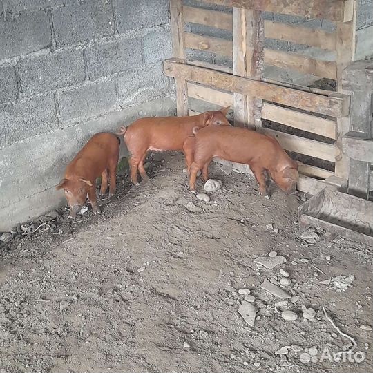 Поросята дюрок