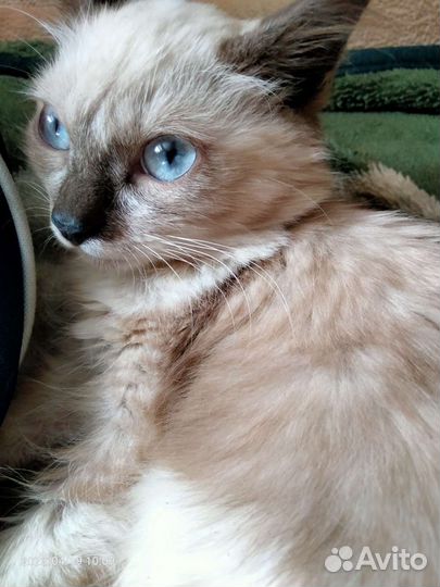 Котенок девочка в добрые руки