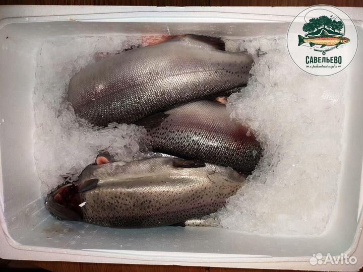Свежая Форель охлажденная потрошеная Опт от 600кг