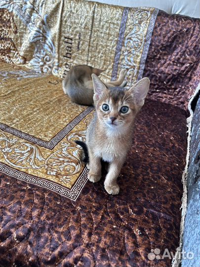 Абиссинская