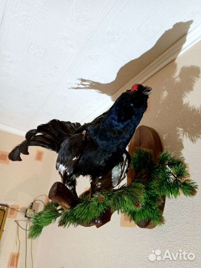 Чучело птицы