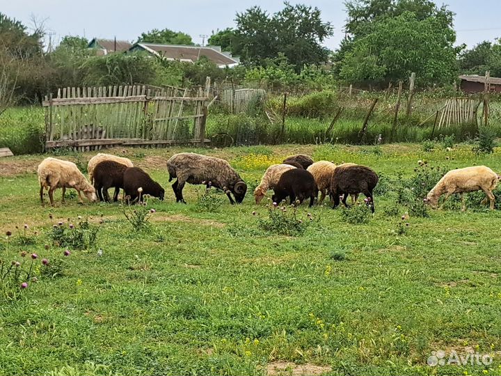 Овцы бараны