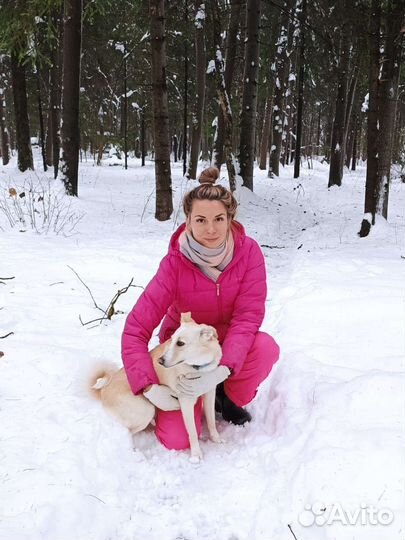 Передержка собак и кошек