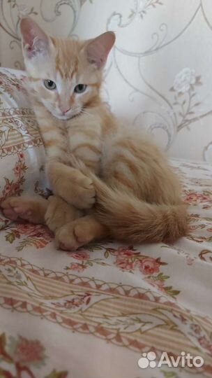 Рыжий котенок в дар 2,5 месяца мальчик