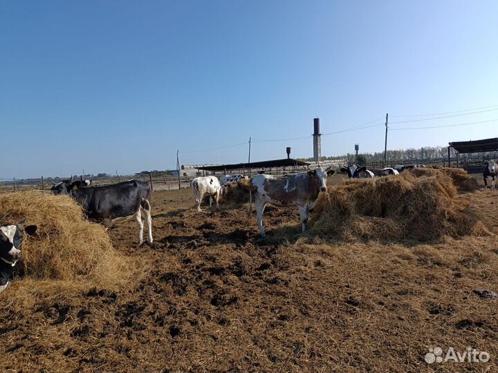 Нетели, стельность 4-9 мес