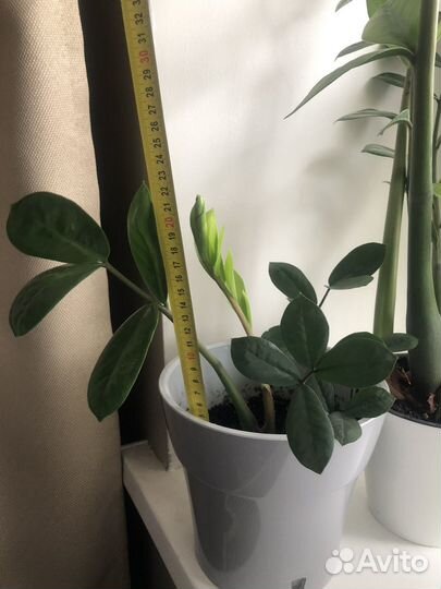 Замиокулькас