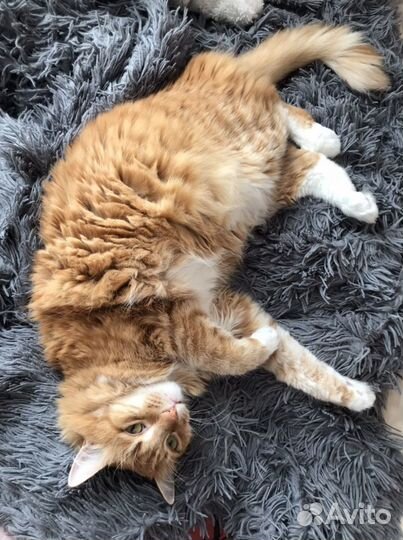 Передержка кошек, грызунов, птиц