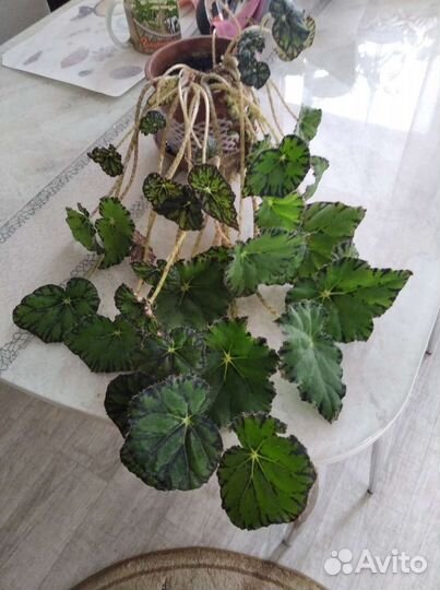 Комнатные цветы