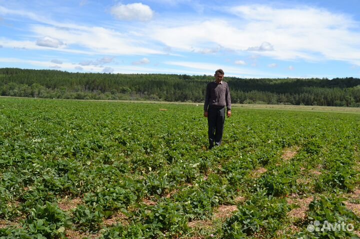 Рассада клубники Азия Клери Сандра Сирия Флоренс