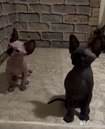 Канадский сфинкс