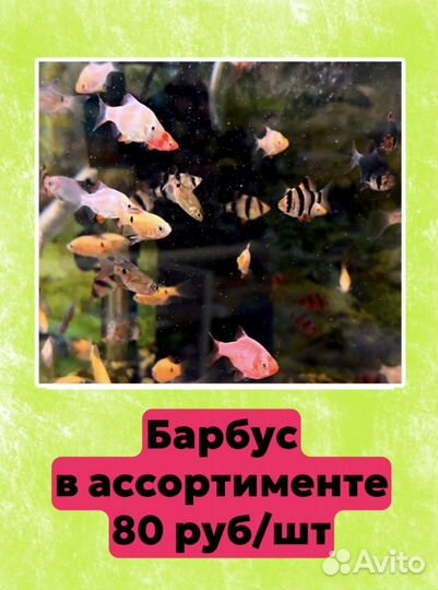 Аквариумные рыбки