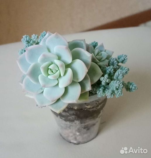 Суккуленты