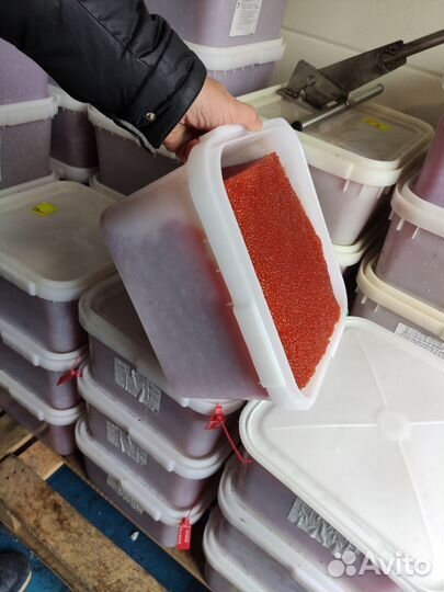 Красная икра 2023 опт