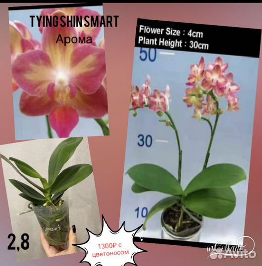 Орхидеи и не только