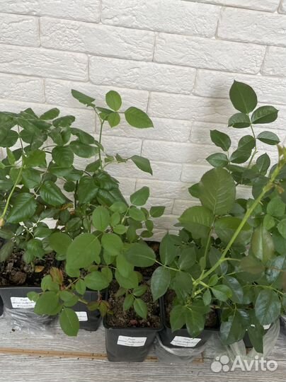 Кустовые розы саженцы