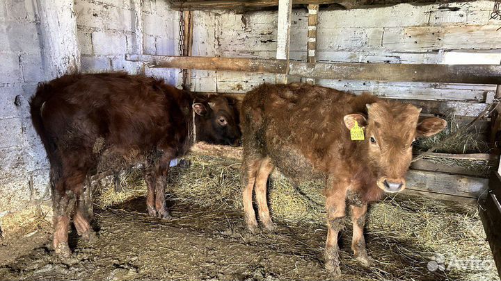 Бычки и телята