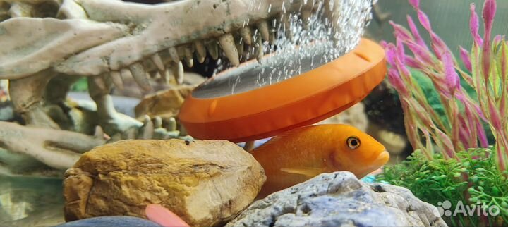 Цихлида рыба