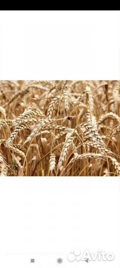 Семечки, ячмень, пшеница, овёс