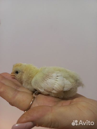 Турецкая Султанка