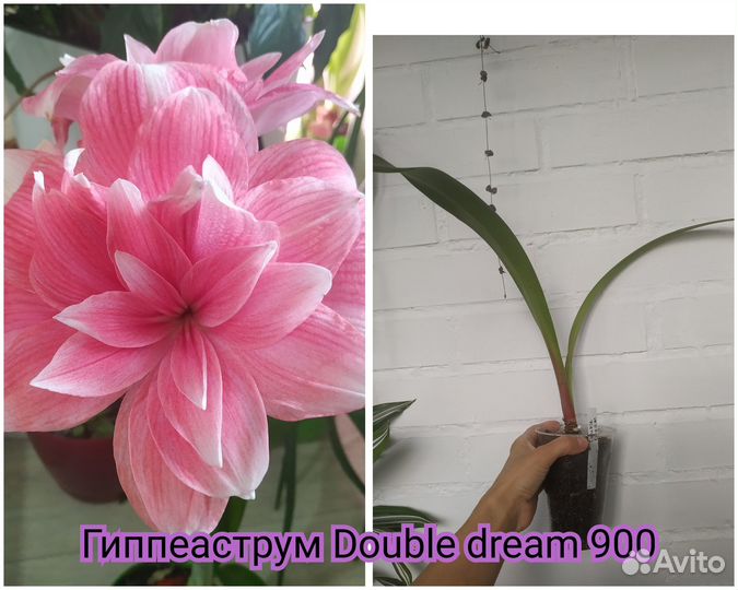 Сциндапсус эпипремнум, гиппеаструм double dream