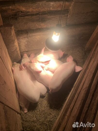 Поросята
