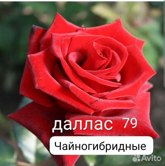 Саженцы роз