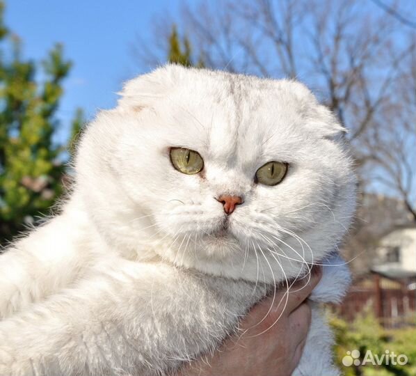 Шотландский вислоухий кот для вязки c кошкой