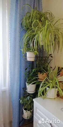 Цветы для дома