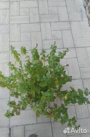 Айва японская ярко-розовая, мята шоколадная