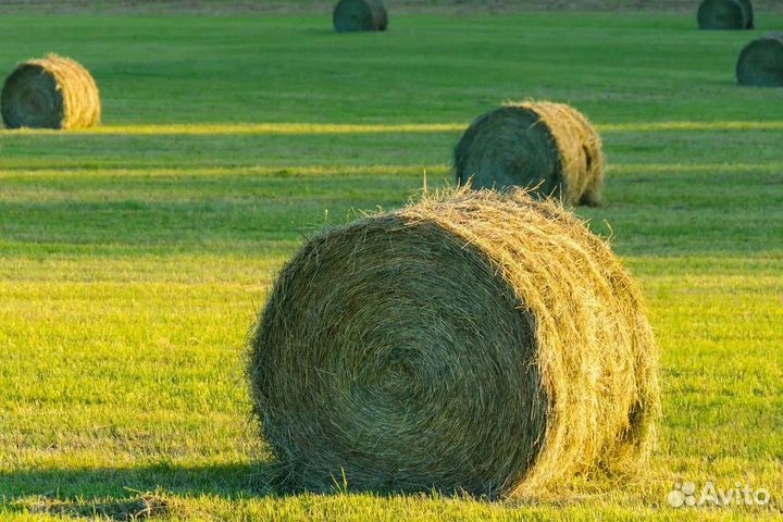 Сено люцерны в рулонах 120см. Предзаказ