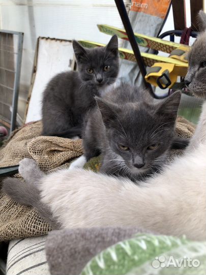 Котята отдам в добрые руки бесплатно