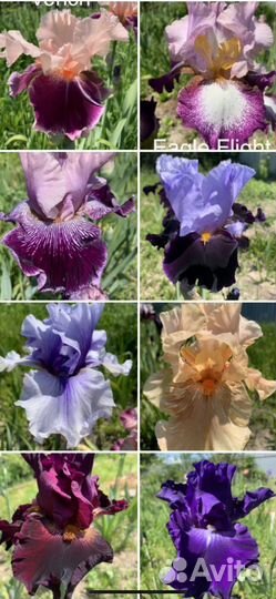 Ирис Черный дракон + 300 сортов