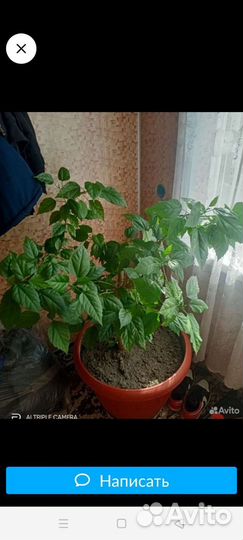 Гибискус китайская роза