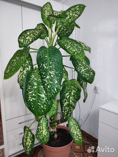 Диффенбахия пятнистая