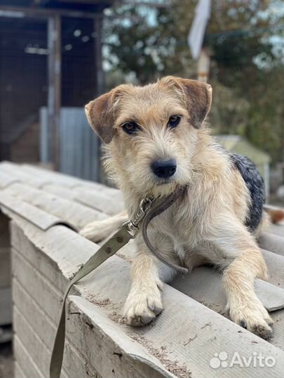 Отдам в добрые руки