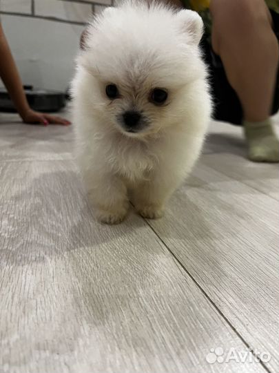 Продам щенка