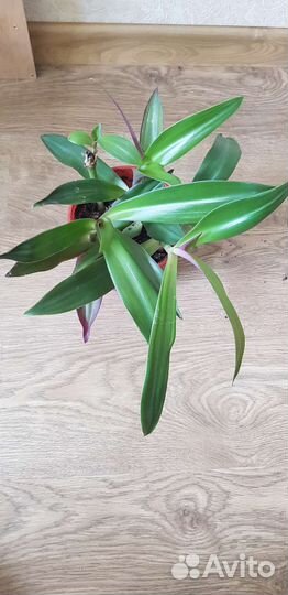 Рэо (Адамов цветок)