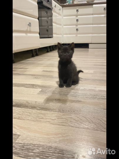 Котенок британец черный