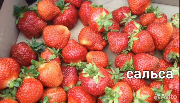 Рассада клубники